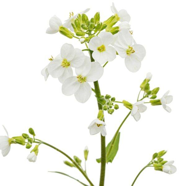 Huseník výběžkatý (Arabis procurrens)