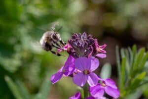 Düngung von Erdbeeren 156 Sivutka