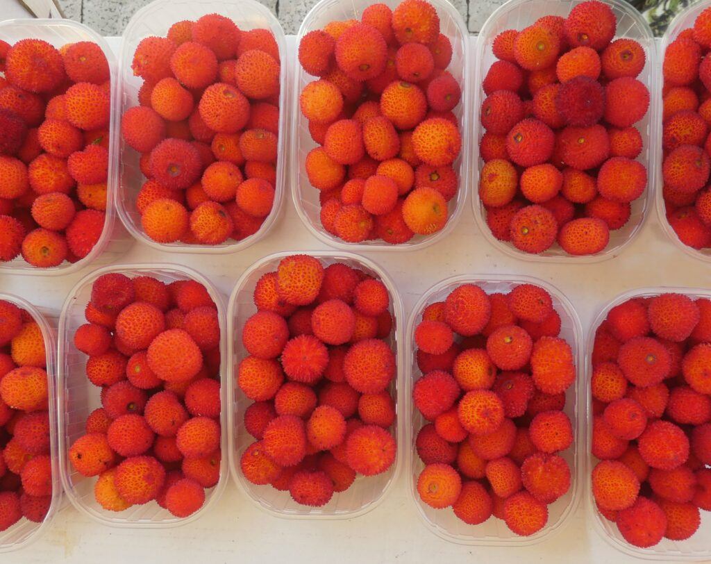 sklizeň planiky obecné - plody