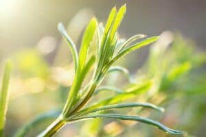 Düngung von Erdbeeren 101 Svízel bahenní