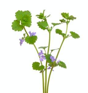 Popenec obecný (Glechoma hederacea)