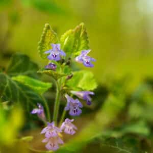 Popenec obecný/břečťanovitý (Glechoma hederacea)