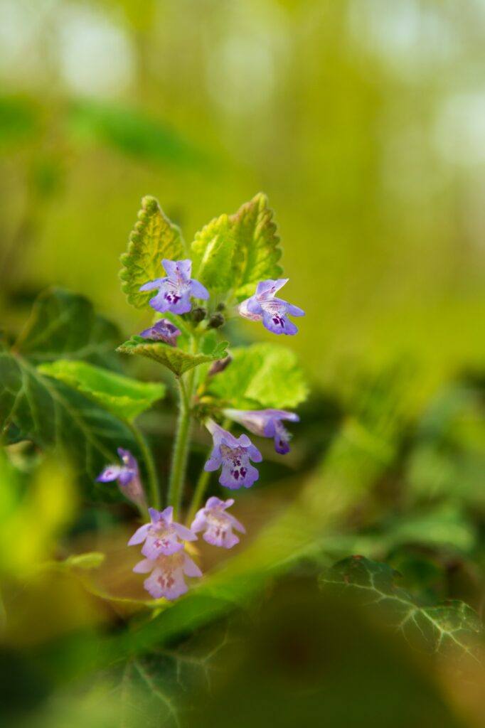 Popenec obecný/břečťanovitý (Glechoma hederacea)