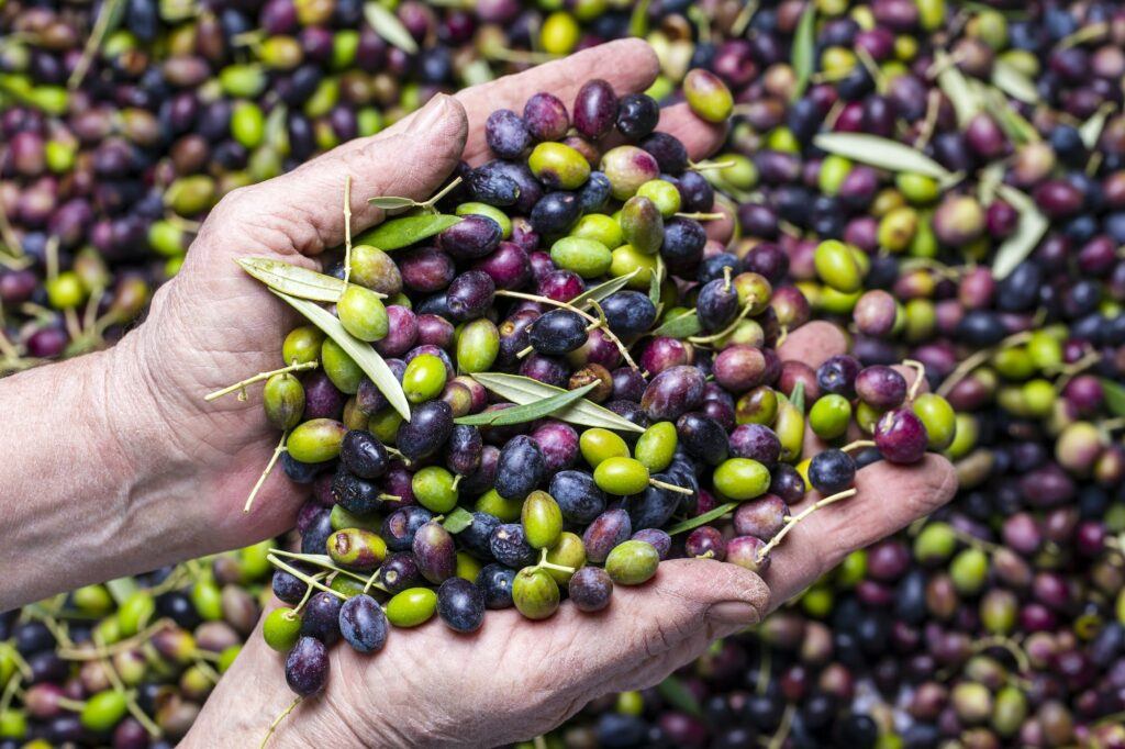 Zelené a černé olivy