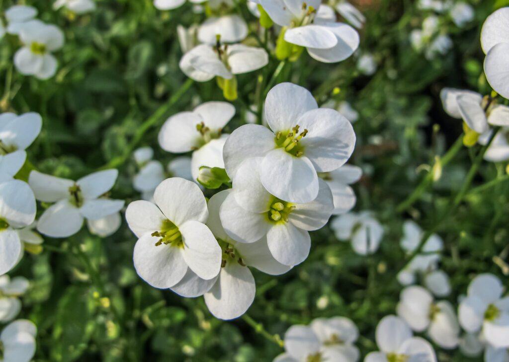 Huseník alpský (Arabis alpina)