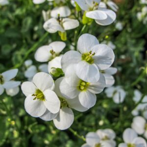 Huseník alpský (Arabis alpina)