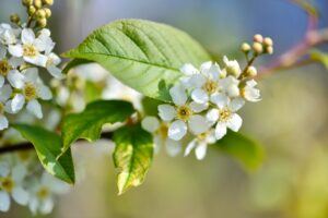 Düngung von Erdbeeren 136 Střemcha květ zblízka