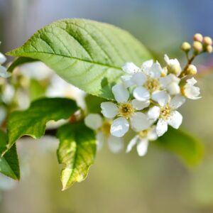 Střemcha květ zblízka