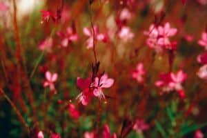 Düngung von Erdbeeren 155 Svíčkovec