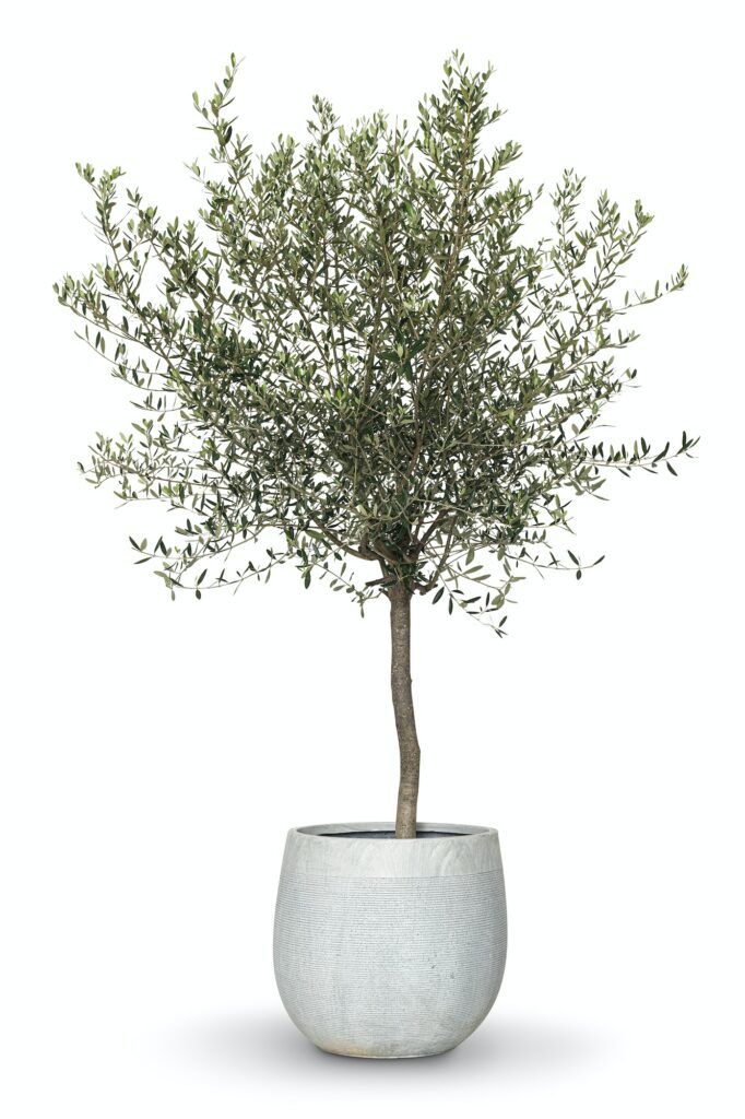 Olive tree house plant in a pot