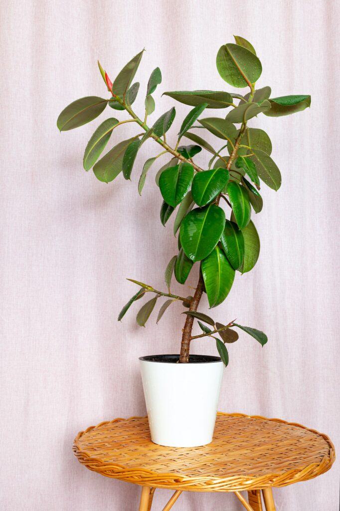 Fíkus 1 Fíkovník pryžodárný - Ficus elastica
