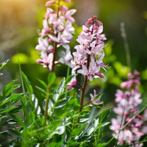 Třemdava bílá (Dictamnus albus)