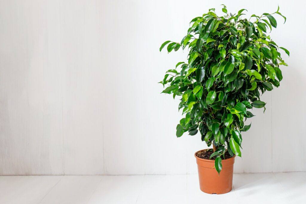 Fíkus 3 Plant ficus benjamina in a dark brown pot.