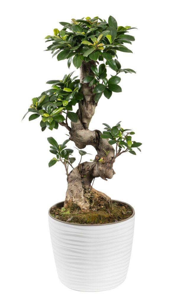 Fíkus 2 Fíkovník maloplodý - Ficus microcarpa