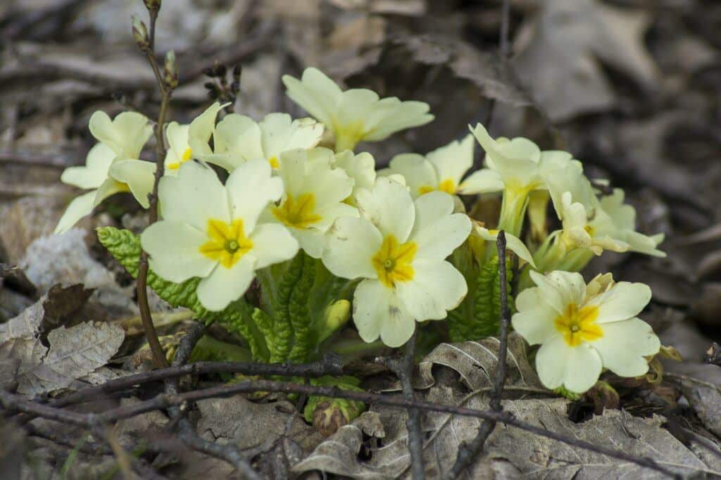 Prvosenka bezlodyžná (Primula vulgaris)