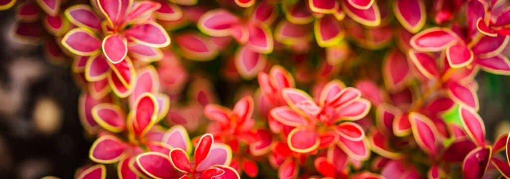 Dřšiťál červený - Berberis thunbergii Atropurpurea