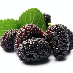 Moruše plody s listy