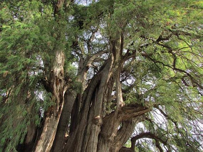 Tisovec mexický (Taxodium mucronatum)​