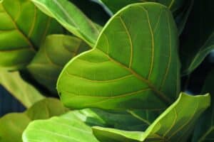 Düngung von Erdbeeren 122 Fíkovník listy