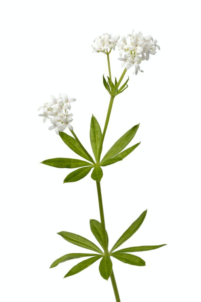 Mařinka vonná neboli svízel vonný (Galium odoratum)