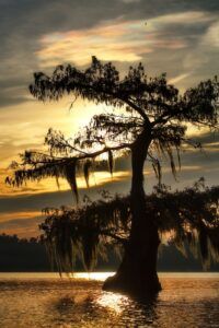 Düngung von Erdbeeren 151 Tisovec - Taxodium