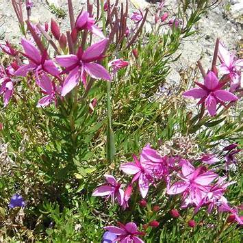 Vrbovka dodonaeova (Epilobium dodonaei)