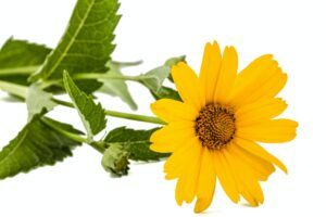 Kamzičník velkokvětý má velké květy