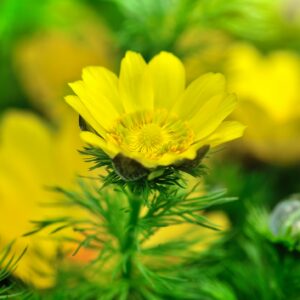 Hlaváček jarní (Adonis vernalis)