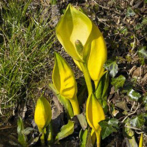 Áron plamatý (Arum maculatum)