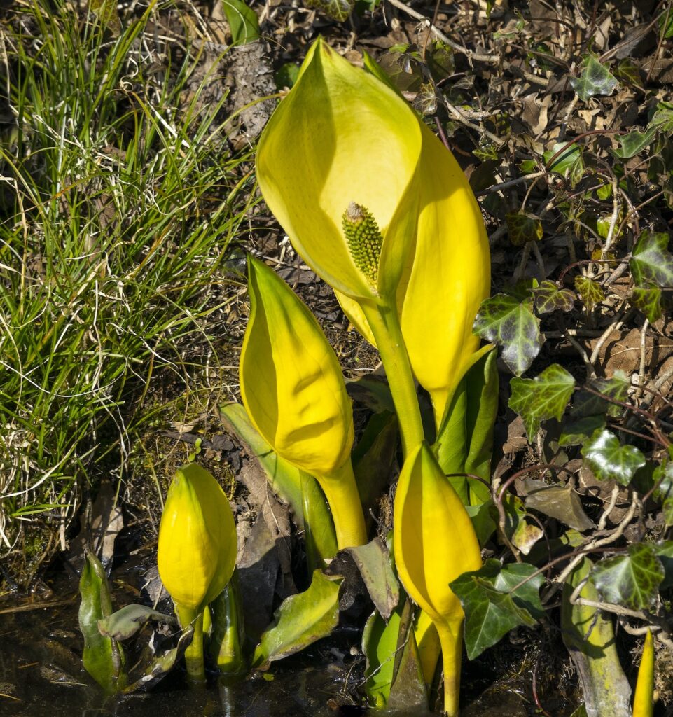 Áron plamatý (Arum maculatum)