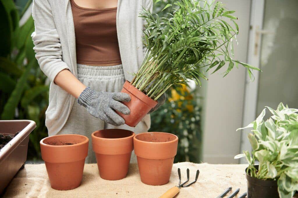 Bambus v květináči - přesazování