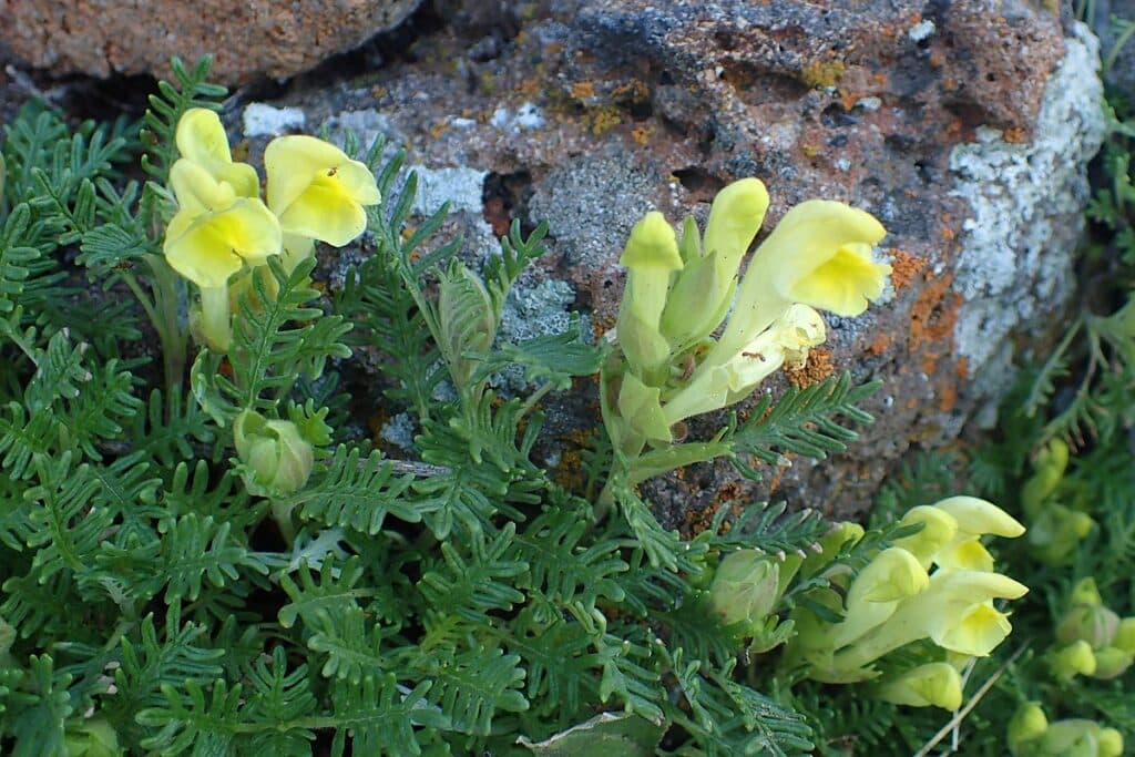 Šišák východní - Scutellaria orientalis ​