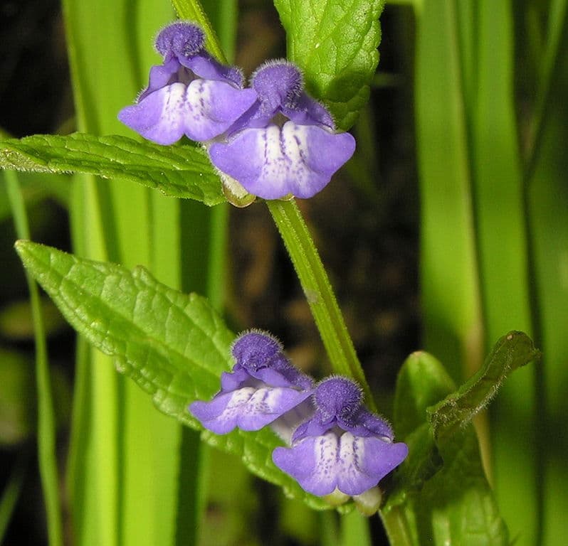 Scutellaria galericulata, šišák bahenní (vroubkovaný) ​