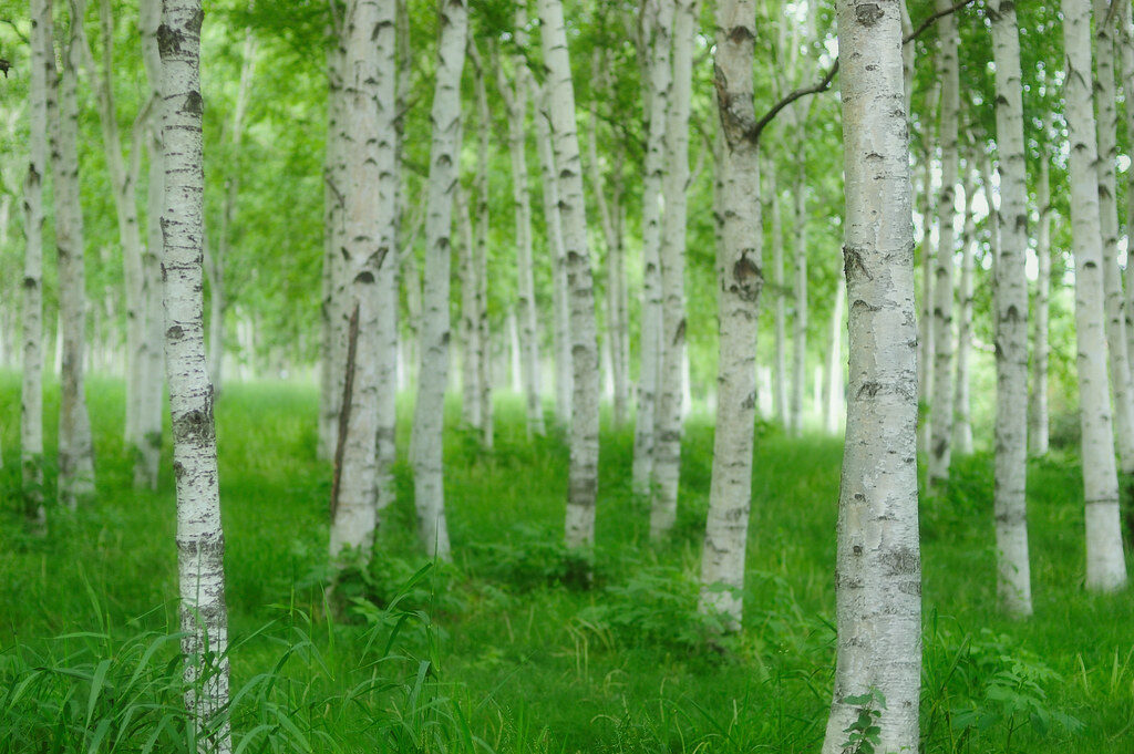 Betula platyphylla var. japonica