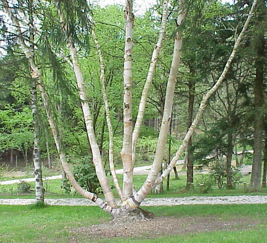 Bříza Ermanova (Betula ermanii)