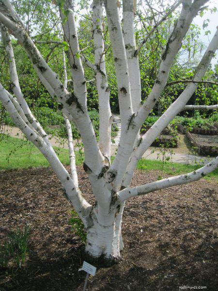 Bříza Jacquemontova (Betula jacquemontii)