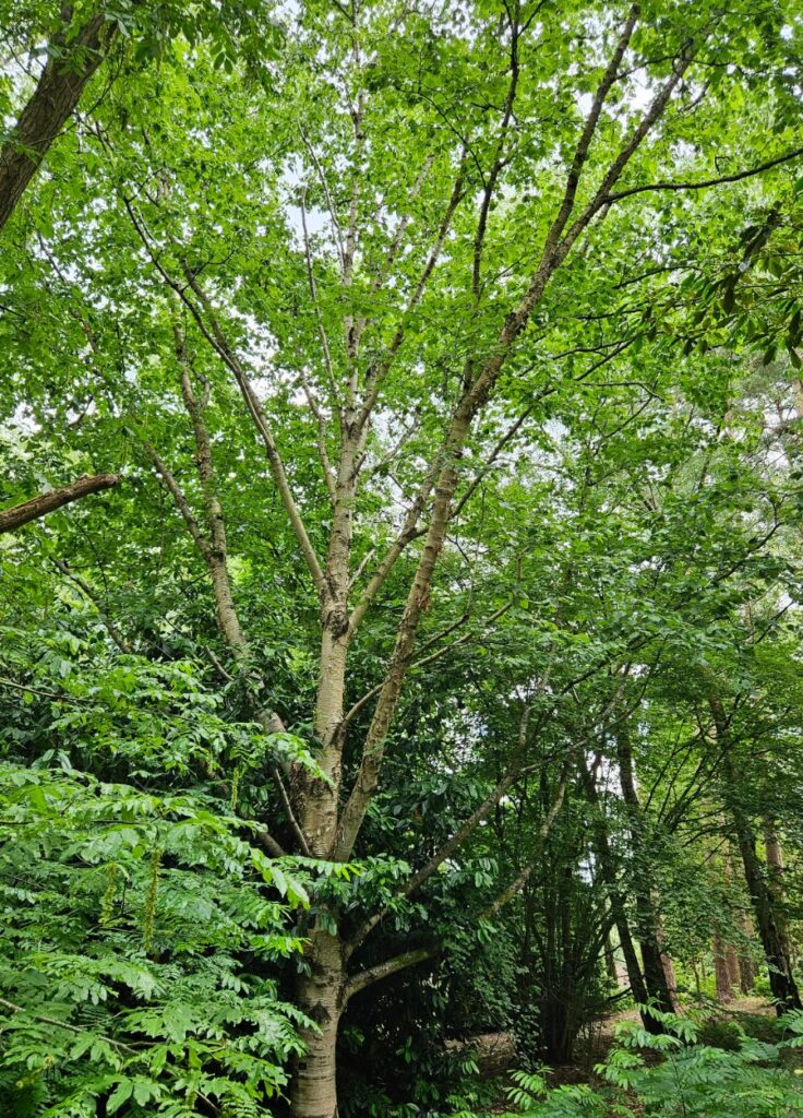 Bříza Maximowiczova (Betula maximowicziana)