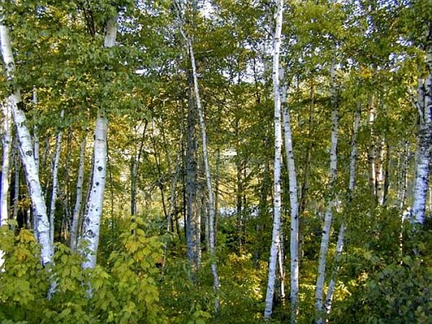 Bříza bílá (Betula pendula, nově Betula verrucosa – bříza bradavičnatá)