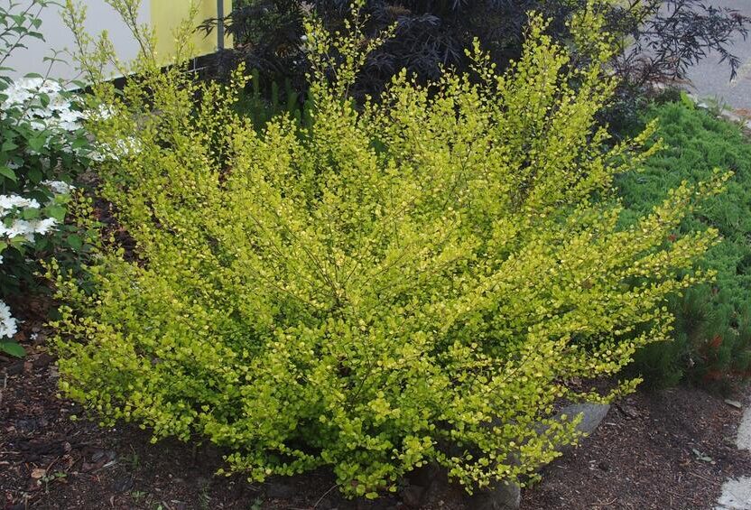 Bříza trpasličí (Betula nana)