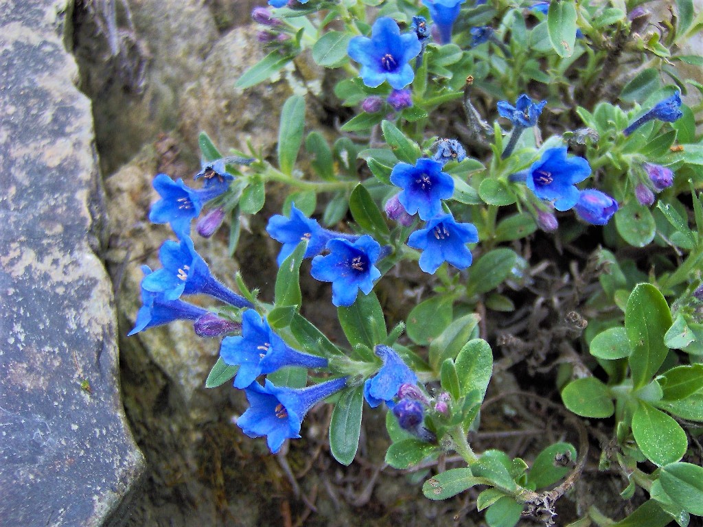 Kamejka olejolistá (Lithodora oleifolia)