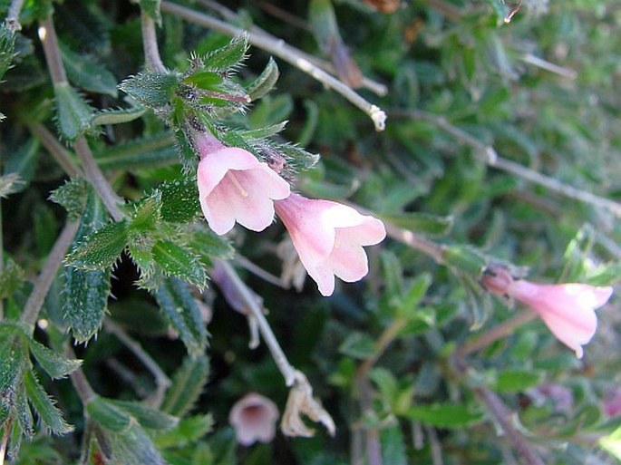 Kamejka štětinatá (Lithodora hispidula)