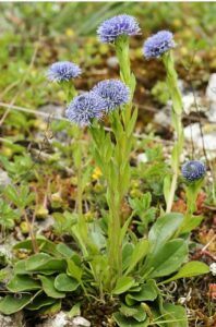 Koulenka prodloužená - Globularia bisnagarica