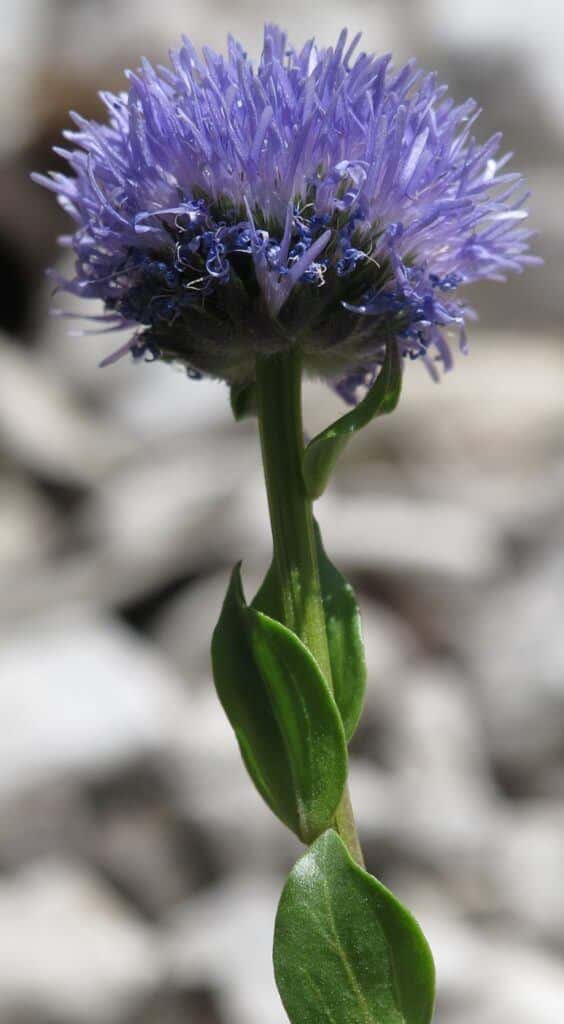 Koulenka - Globularia