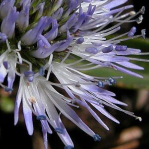 Koulenka srdcolistá - Globularia cordifolia