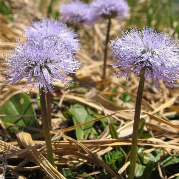 Koulenka bezlistá - Globularia nudicaulis