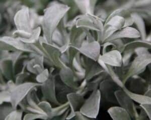 Smil řapíkatý - Helichrysum patiolare