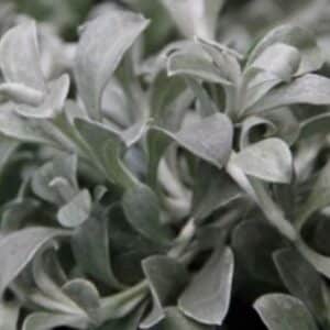 Smil řapíkatý - Helichrysum patiolare