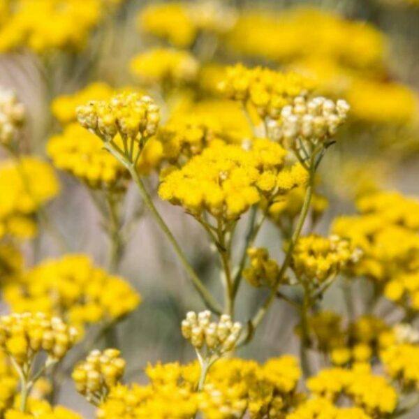 Smil italský - Helichrysum italicum