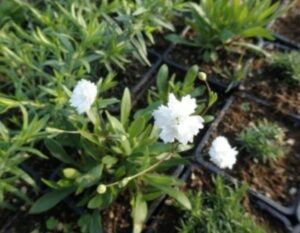 Silenečka alpská - Silene alpestris