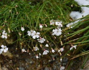 Silenečka - Heliosperma